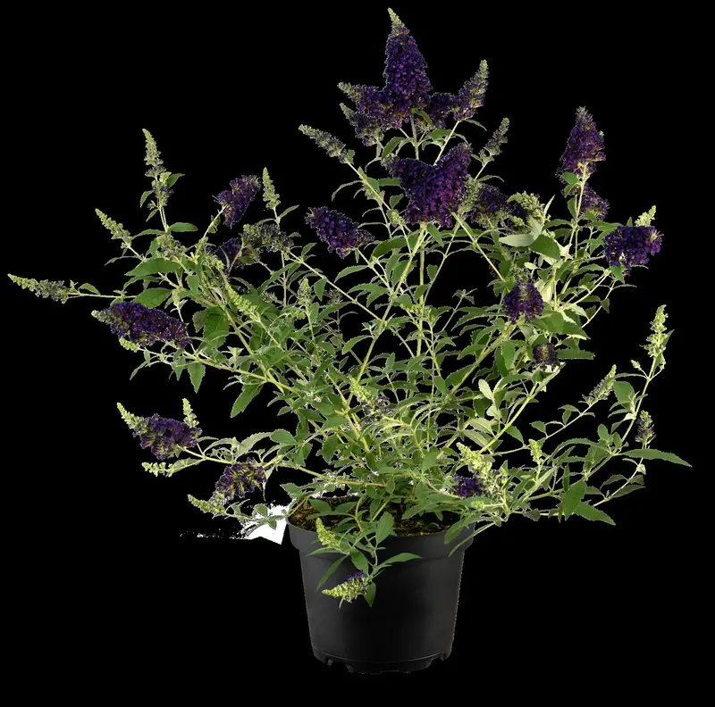 Summer Bird® Midnight Blue - afbeelding 1