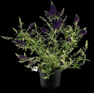 Summer Bird® Midnight Blue - afbeelding 3