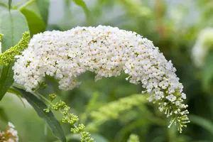 Buddleja dav. 'White Bouquet' 40- 60   C - afbeelding 1