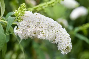 Buddleja dav. 'White Bouquet' 40- 60   C - afbeelding 2