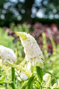 White Profusion - afbeelding 5