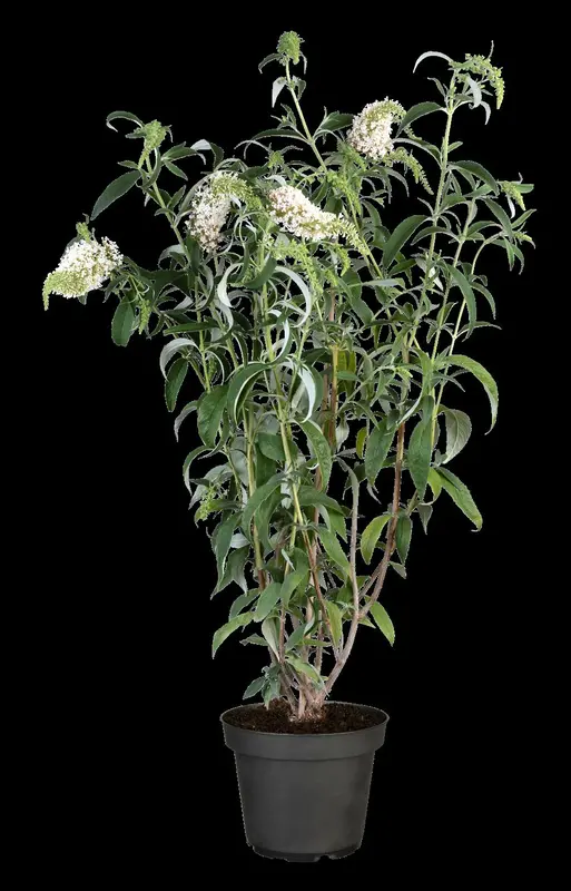 White Profusion - afbeelding 3