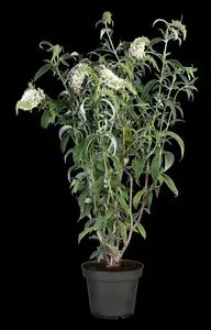 White Profusion - afbeelding 3