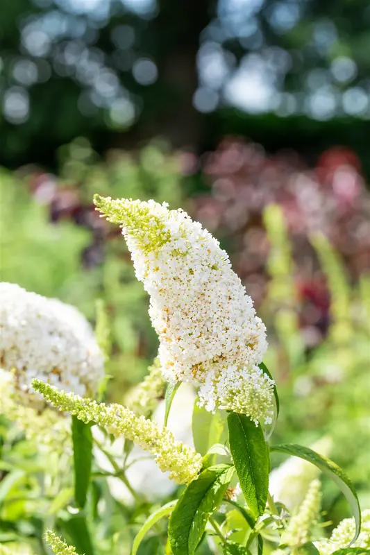 Buddleja dav. 'White Profusion' 80-100   C10 - afbeelding 3