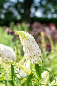Buddleja dav. 'White Profusion' 80-100   C10 - afbeelding 3