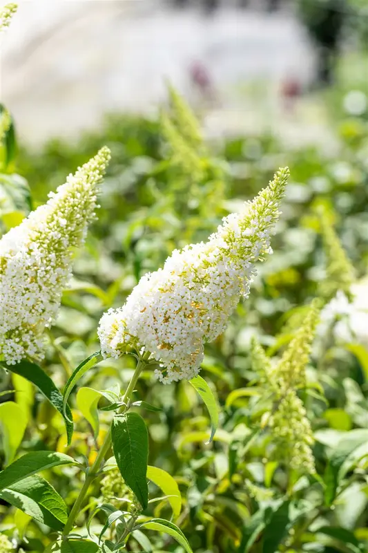 Buddleja dav. 'White Profusion' 80-100   C10 - afbeelding 5