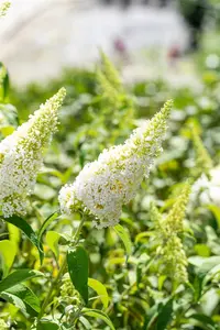 Buddleja dav. 'White Profusion' 80-100   C10 - afbeelding 5