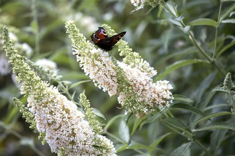 Buddleja dav. 'White Profusion' 80-100   C10 - afbeelding 1