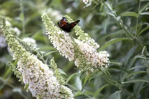 Buddleja dav. 'White Profusion' 80-100 C10