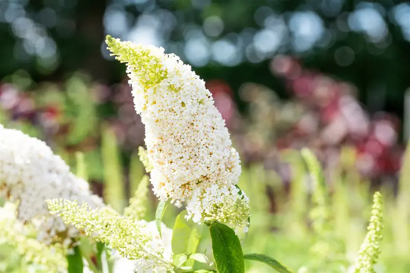 Buddleja dav. 'White Profusion' 80-100   C10 - afbeelding 2