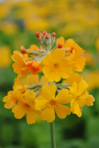 primula bulleyana P9 - afbeelding 4