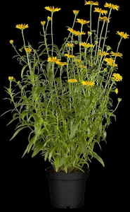 salicifolium - afbeelding 5