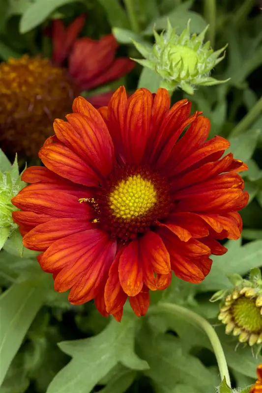 gaillardia hybr. 'burgunder' P9 - afbeelding 1