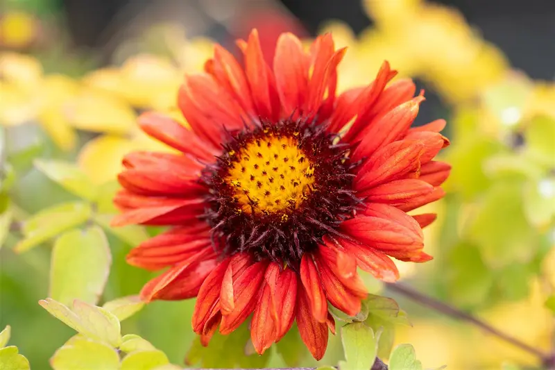 gaillardia hybr. 'burgunder' P9 - afbeelding 2