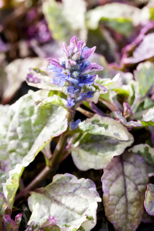 Ajuga rept. 'Burgundy Glow' P9 - afbeelding 1