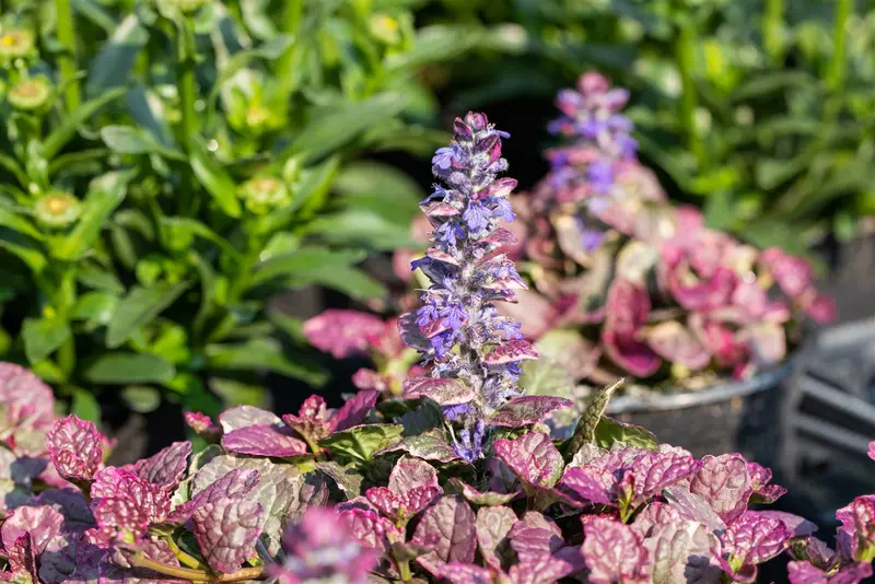 Ajuga rept. 'Burgundy Glow' P9 - afbeelding 4