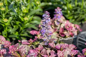 Ajuga rept. 'Burgundy Glow' P9 - afbeelding 4