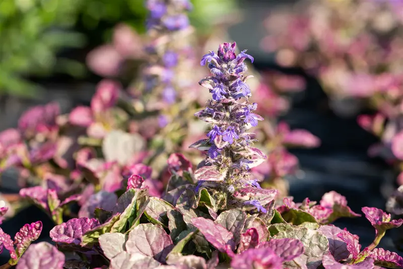 Ajuga rept. 'Burgundy Glow' P9 - afbeelding 5