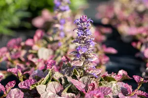 Ajuga rept. 'Burgundy Glow' P9 - afbeelding 5