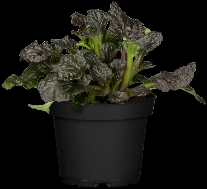 Ajuga rept. 'Burgundy Glow' P9 - afbeelding 2
