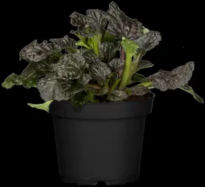 Ajuga rept. 'Burgundy Glow' P9 - afbeelding 2
