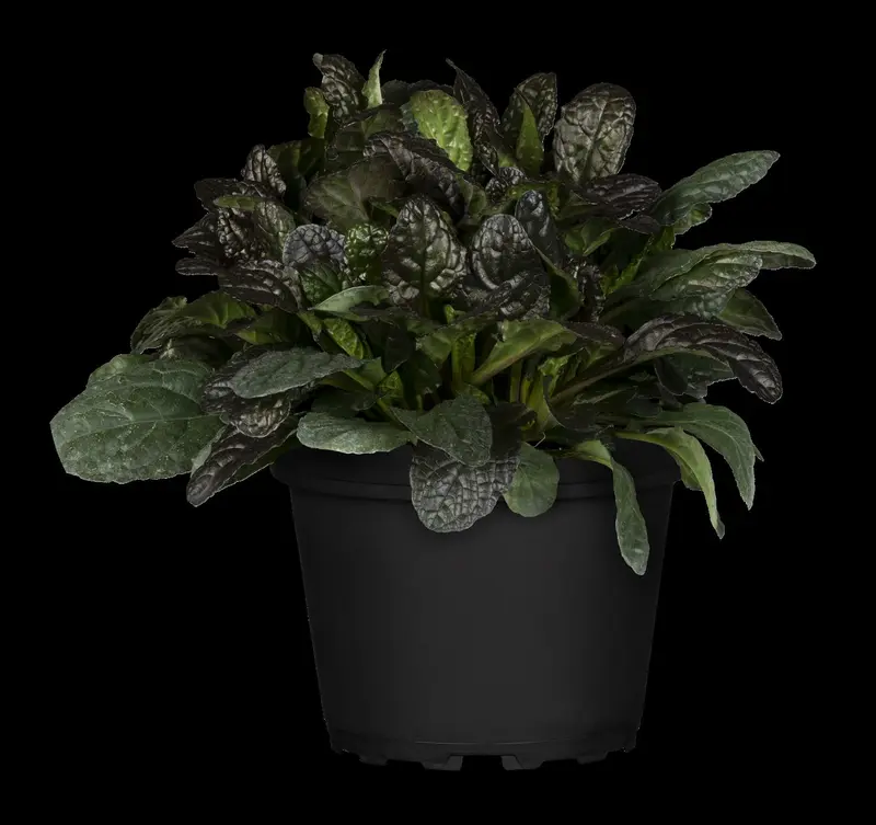 Ajuga rept. 'Burgundy Glow' P9 - afbeelding 3