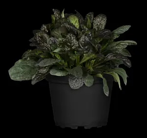 Ajuga rept. 'Burgundy Glow' P9 - afbeelding 3