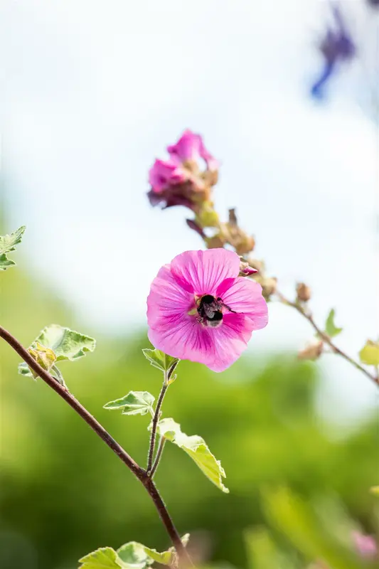 lavatera hybr. 'burgundy wine' P9 - afbeelding 2