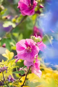 lavatera hybr. 'burgundy wine' P9 - afbeelding 5
