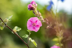 lavatera hybr. 'burgundy wine' P9 - afbeelding 5