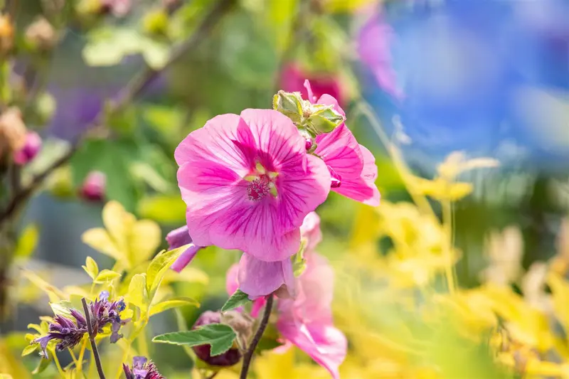 lavatera hybr. 'burgundy wine' P9 - afbeelding 3