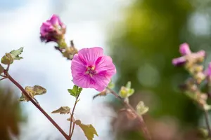 lavatera hybr. 'burgundy wine' P9 - afbeelding 4