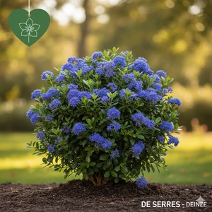 Ceanothus 'Burkwoodii' C (40- 50)