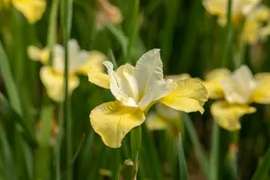 iris sib. 'butter and sugar' P9 - afbeelding 2