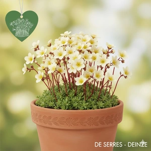 Saxifraga x arendsii 'Buttercream' P10.5