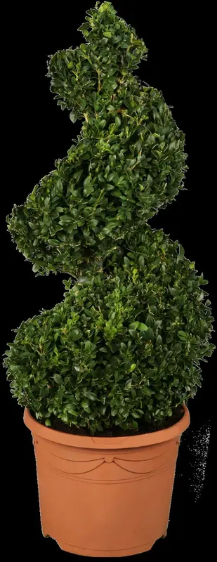 Buxus sempervirens 10- 15   P9 - afbeelding 1