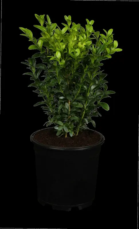 Buxus sempervirens 10- 15   P9 - afbeelding 2