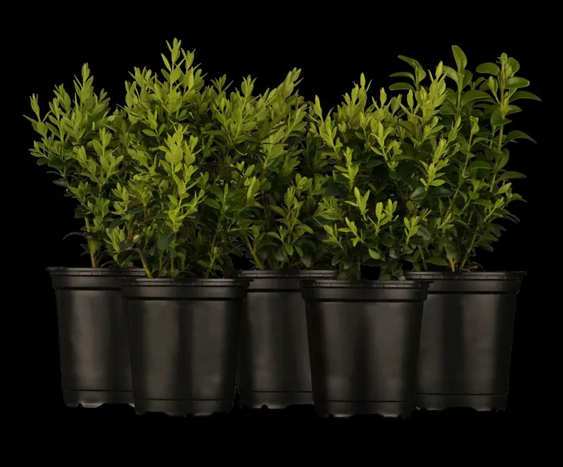 buxus sempervirens (25- 30cm) - afbeelding 3