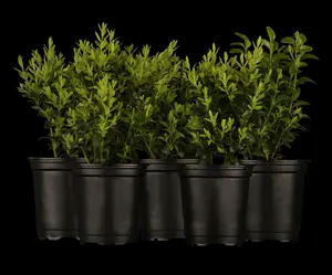 buxus sempervirens (25- 30cm) - afbeelding 3