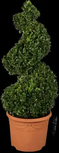 buxus sempervirens (25- 30cm) - afbeelding 5