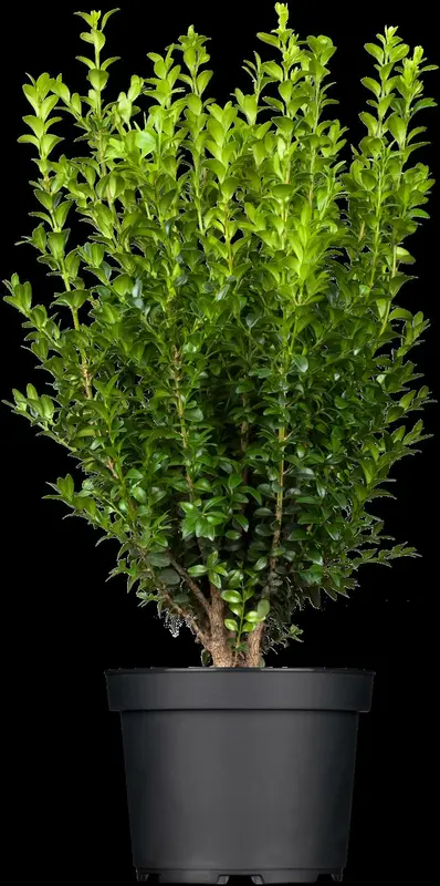 buxus sempervirens (25- 30cm) - afbeelding 5