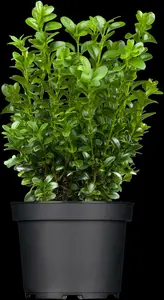 buxus sempervirens (25- 30cm) - afbeelding 4
