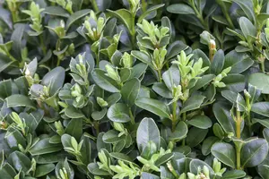 Buxus sempervirens 70- 80   C SPIR. - afbeelding 4