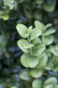 Buxus sempervirens 90- 100   C SPIR. - afbeelding 3
