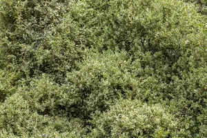 Elegantissima - afbeelding 1