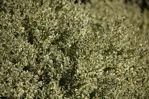 Elegantissima - afbeelding 2