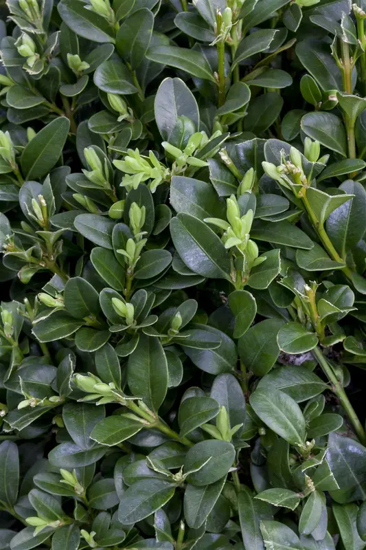 Buxus sempervirens OP STAM  C5 - afbeelding 5