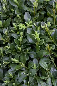 Buxus sempervirens OP STAM  C5 - afbeelding 5