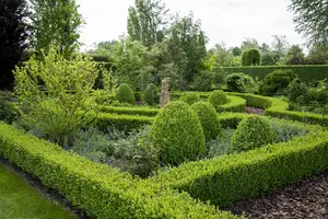 Buxus sempervirens OP STAM  C5