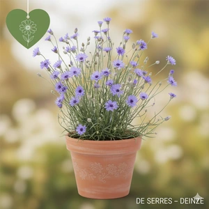 Catananche caerulea P10.5